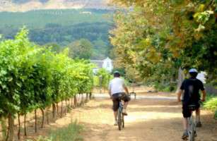 Bicycle Constantia Wine Valley Tour